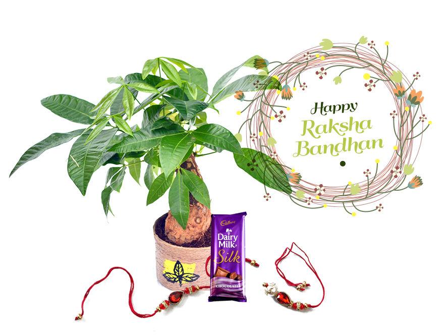 Raksha Bandhan Gift Money Tree Single Combo with Rakhi