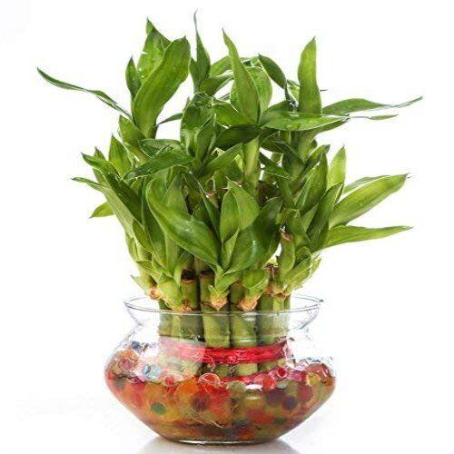 Lucky Bamboo - Small Plant Addon