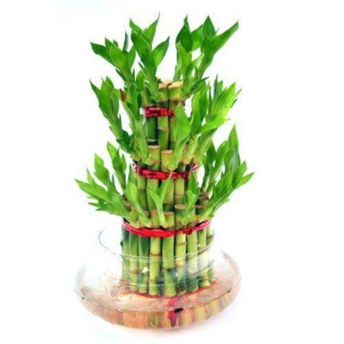 Lucky Bamboo - Big Plant Addon