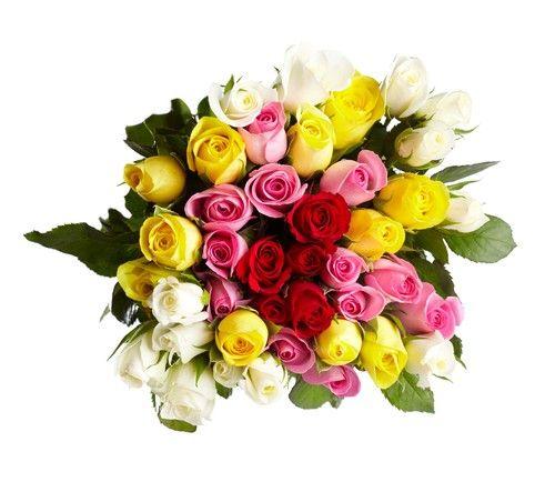 Colourful Blooms Flower