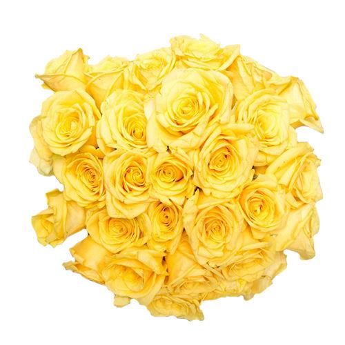 Caring Roses Flower- Grand