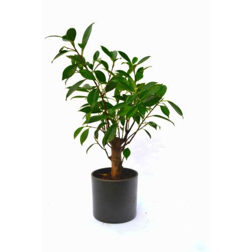 I Shape Small Plant