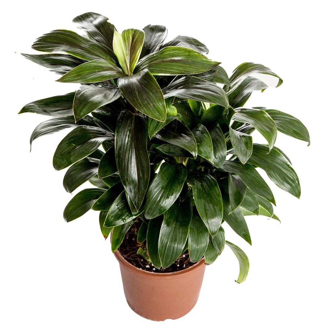 Nurturing Green Cordyline Indoor Plant