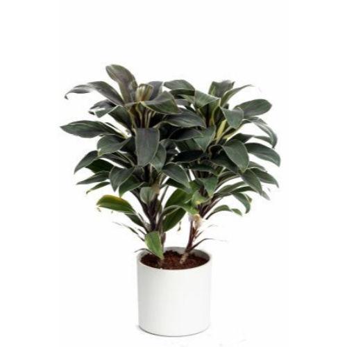 Cordyline Plant