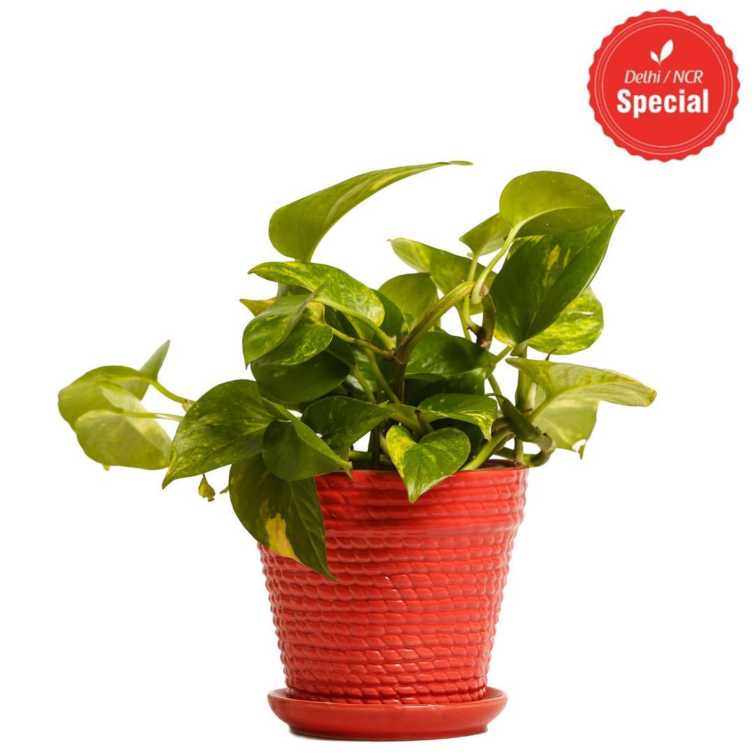 Indoor Hybrid Money Plant Red Ceramic Pot