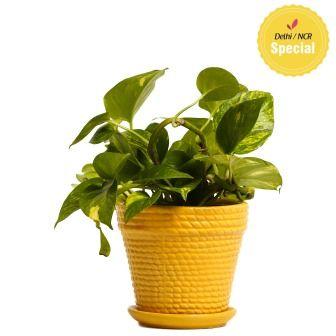 Indoor Hybrid Money Plant Ceramic Pot
