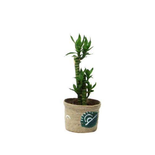 Lucky Bamboo Cut Plant