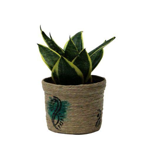 MILT (Sansivieria) Big Plant