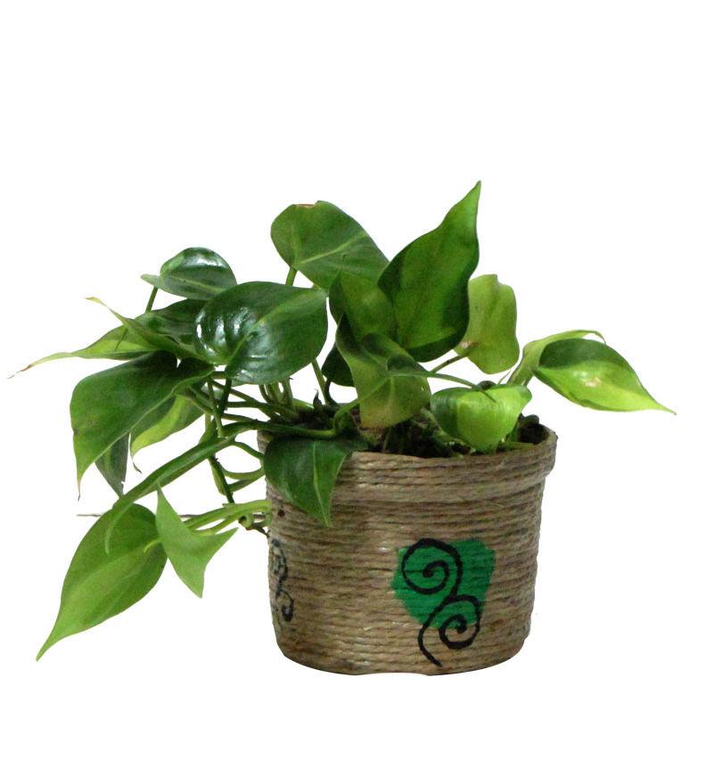 Oxycardium Plant