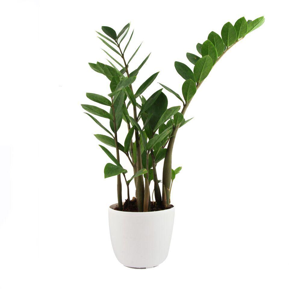 Sandy Lite ZZ Plant
