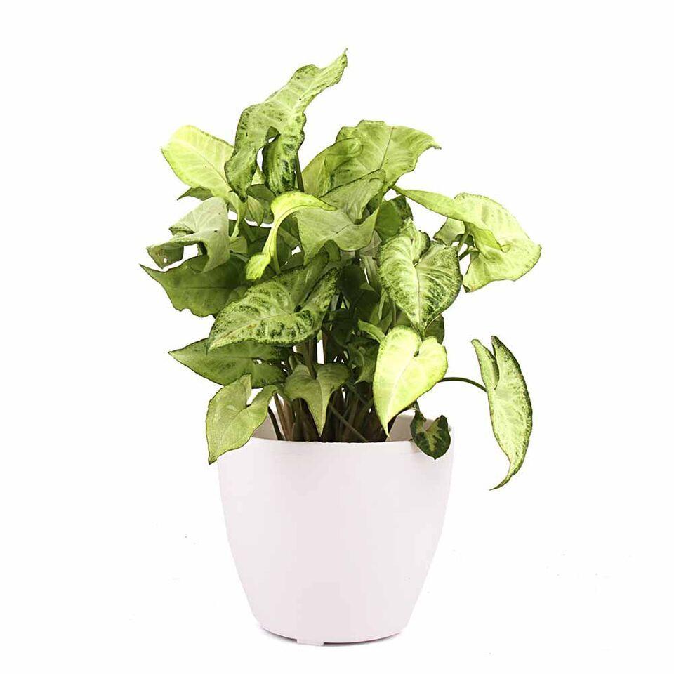Nurturing Green Glow Lite Lime n Lemon Syngonium Plant