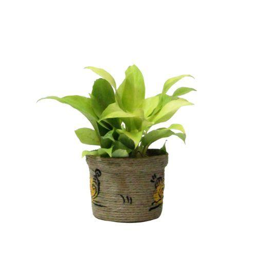 Philodendron Plant