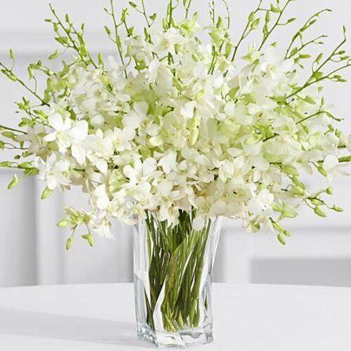 Virtuous Bliss Flower