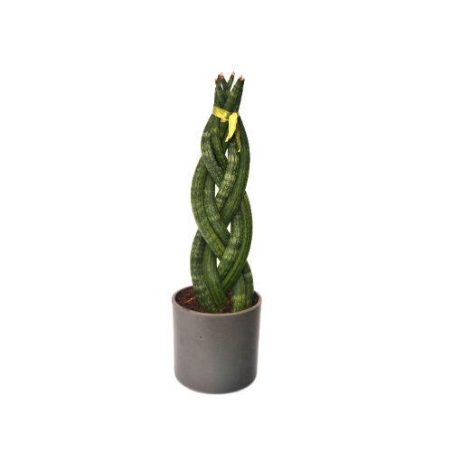 Sansevieria Breaded Plant