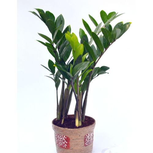 Z Plant