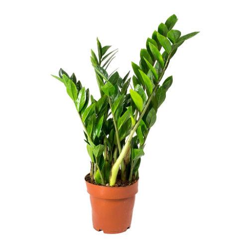 Zamioculcas in Self Watering Plant