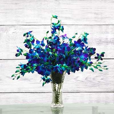 Rich Blue Orchids Flower