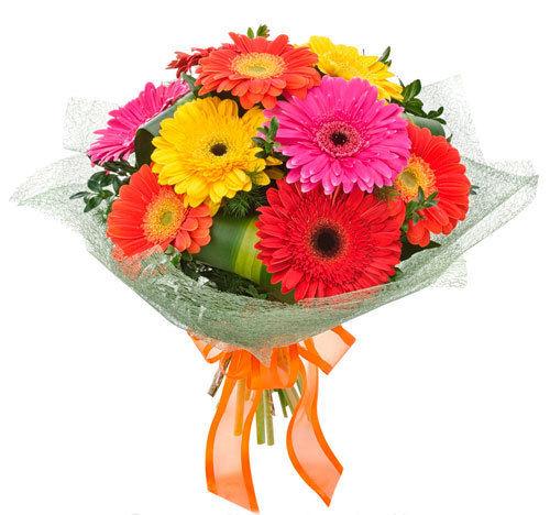 10 Mixed Gerberas Flower with Ribbon