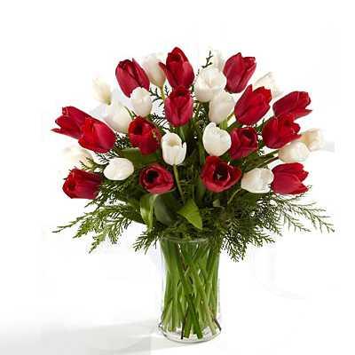 Red and White Tulips Flower