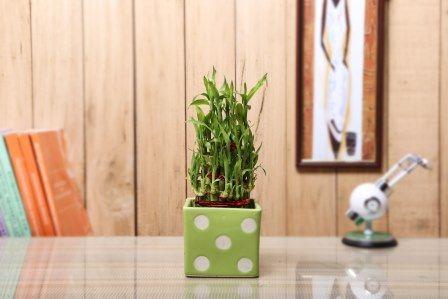 Nurturing Green Lucky Bamboo 3 layer indoor Plant