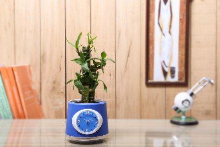 Nurturing Green Cutlleaf Bamboo Indoor Plant With Clock Pot