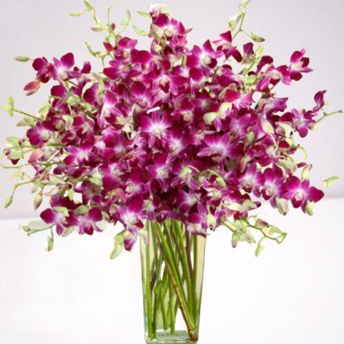 Ravishing Orchids Flower