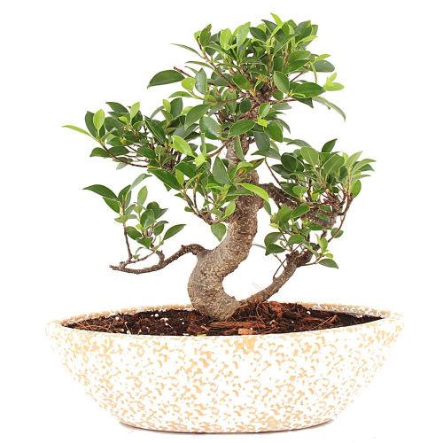 S Shape Ficus Bonsai 5 yrs old Plant in white marble finish boat Pot