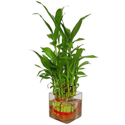 Lucky Bamboo Two Layer Square Pot Plant