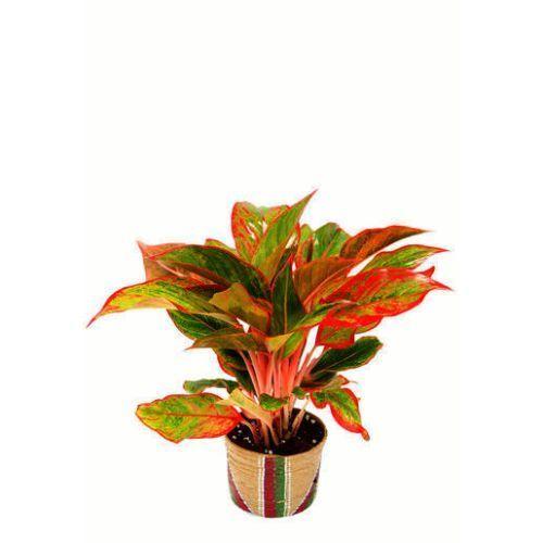 Red Aglonema Plant