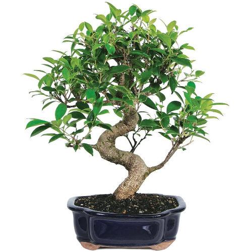 S Shape Ficus 5 Years Old Plant