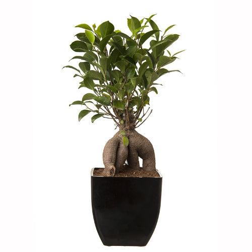 Grafted Ficus 5 Years Old Plant