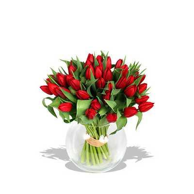 Passionate Red Tulips Flower