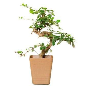 S Shape Carmona Bonsai Plant