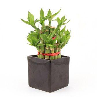 Lucky Bamboo 2 Layer Big in Black Ceramic Pot Plant