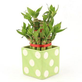 Lucky Bamboo 2 Layer Big in Green Polka Ceramic Pot Plant
