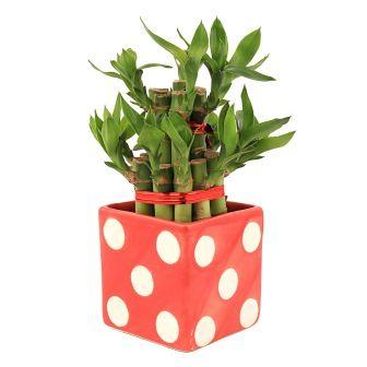 Lucky Bamboo 2 Layer  in Red Polka Ceramic Pot Plant