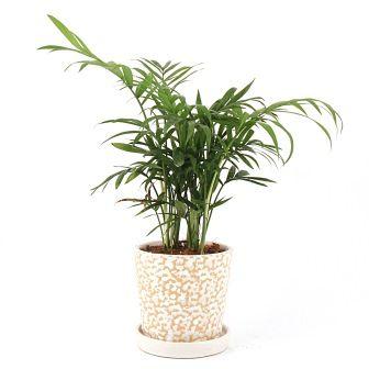 Palm Indoor Plant in Cream Rain Drop ceramic Pot