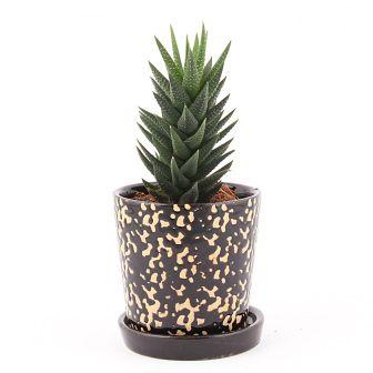 Succulent in Black rain drop Ceramic pot Plant
