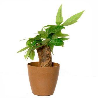 Straight Money Tree Indoor Plant 
