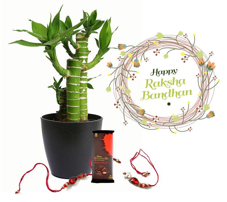 Raksha Bandhan Gift Lucky Bamboo Cutleaf Combo with Rakhi