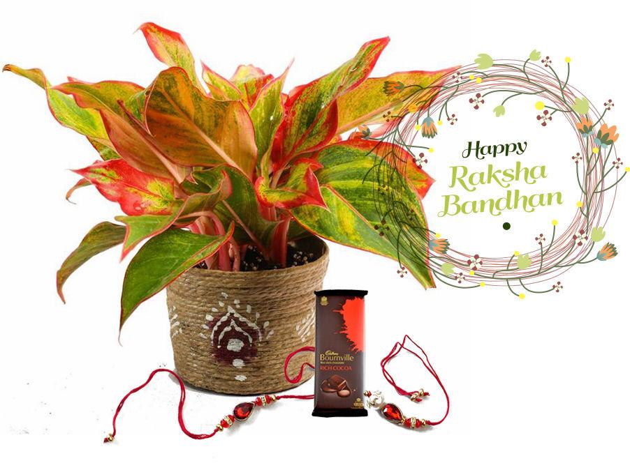 Raksha Bandhan Gift  Red Aglonema Plant Combo with Rakhi