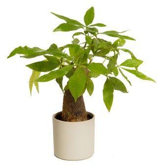 Indoor Plant Money Tree Single