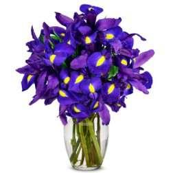 Beautiful Blue Iris Flower