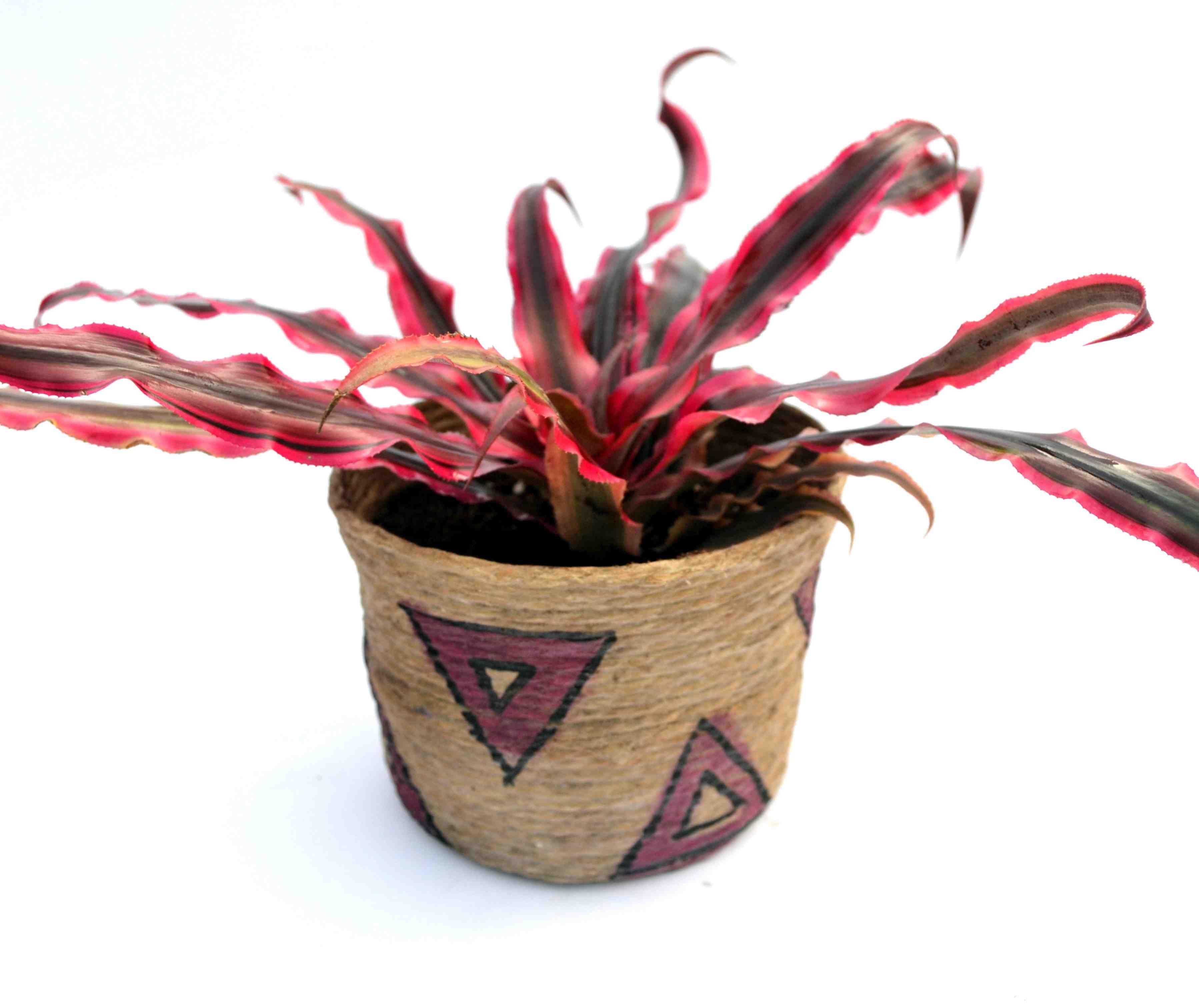 Cryptanthus Plant