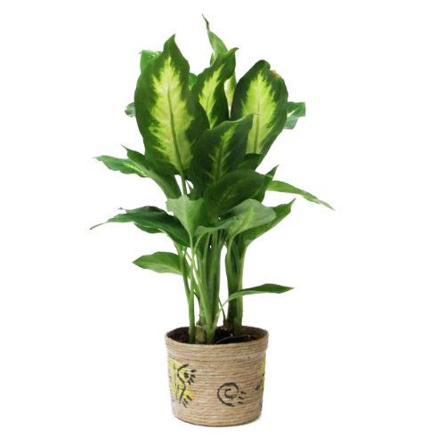 Diffinbachia Hybrid Plant