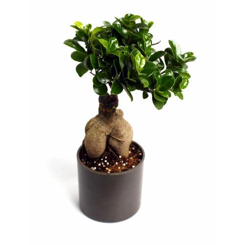 Ficus 2 year old with Black Fibre Plant