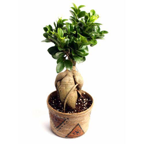 Grafted Ficus 3 Years Old Pant