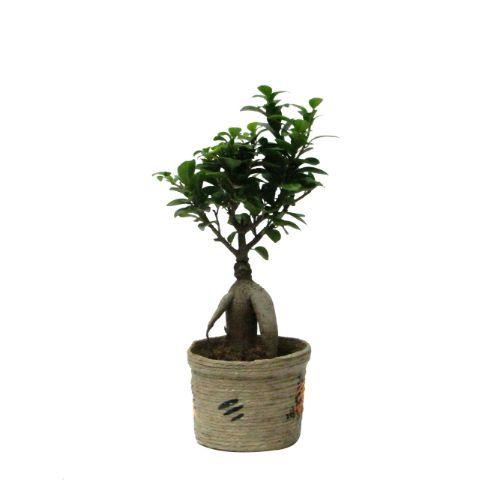 Grafted Ficus 2 Years Old Plant