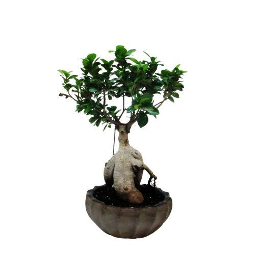 Ficus Grafted 8 Year old Plant