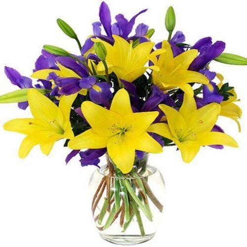 Iris Lily Flower